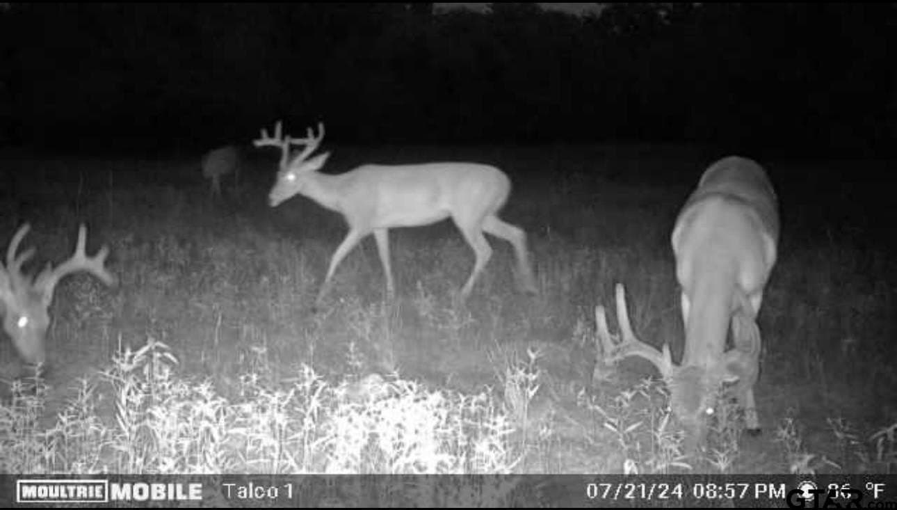 38.79 acres in Titus County featured view
