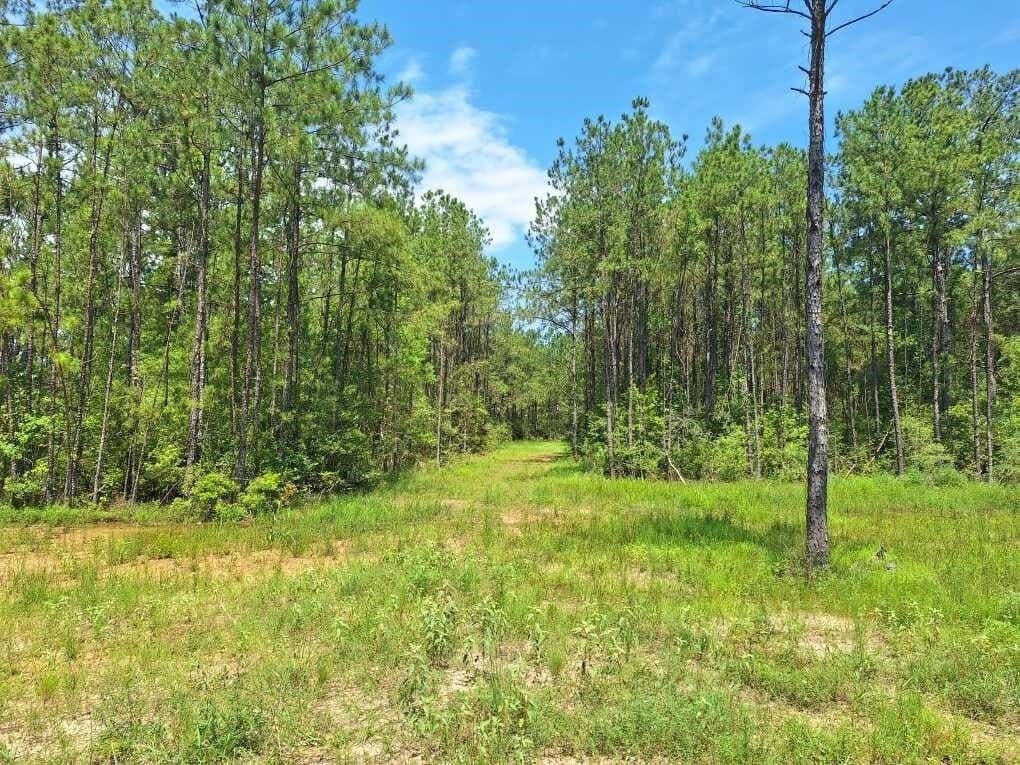 12.42 acres in Texas County - photo 9