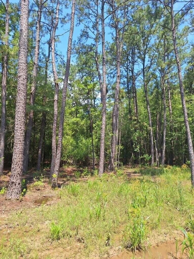 12.42 acres in Texas County - photo 11