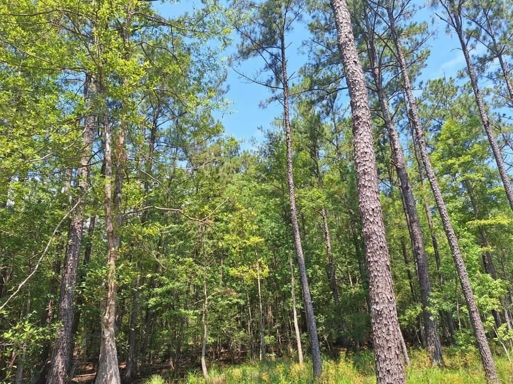 12.42 acres in Texas County - photo 12