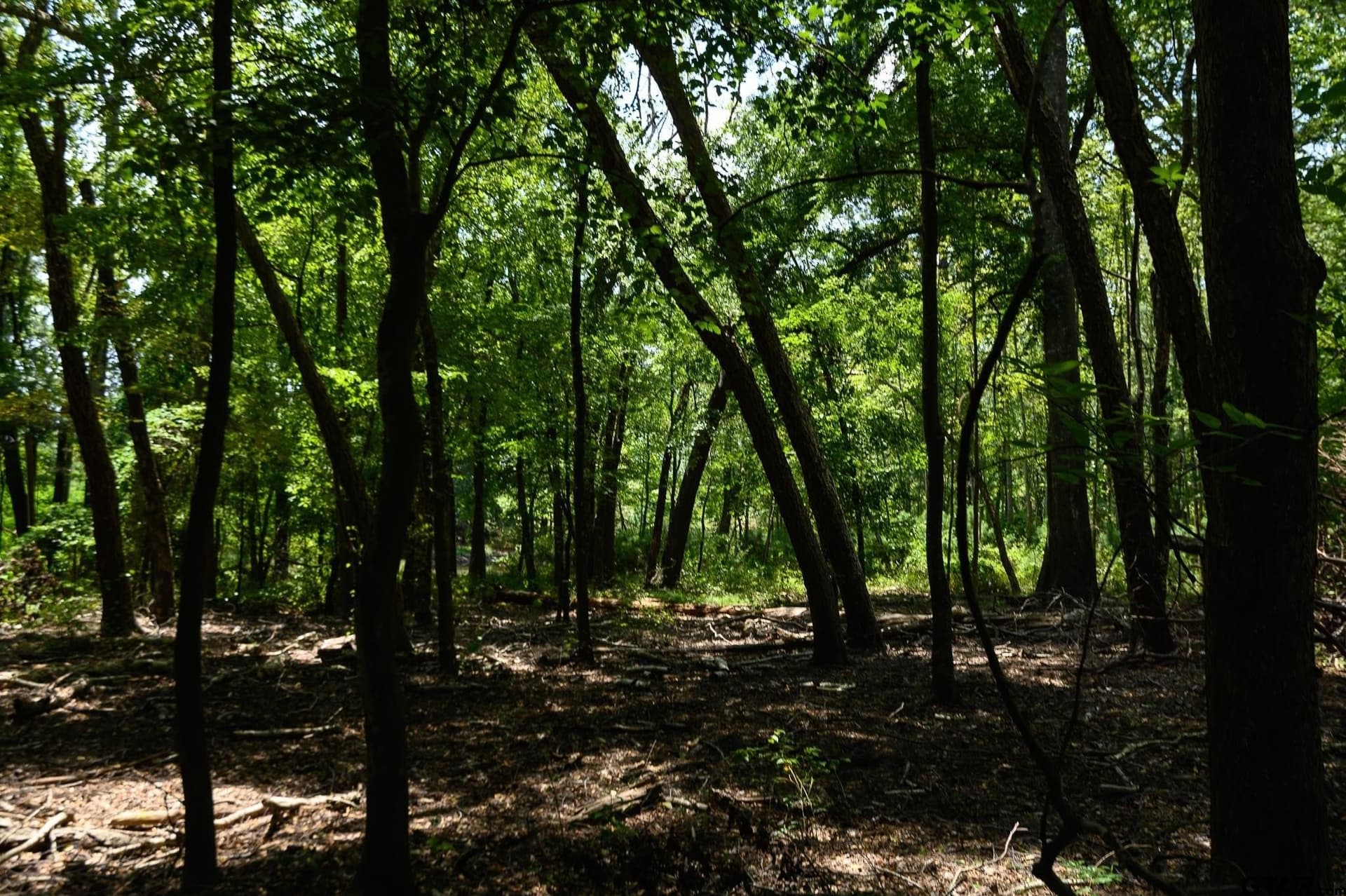 47.04 acres in Cherokee County - photo 44