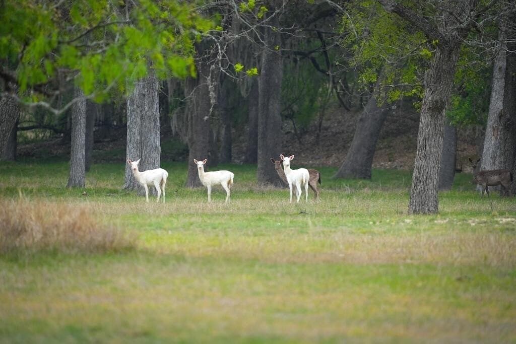 620 acres in Bandera County - photo 19
