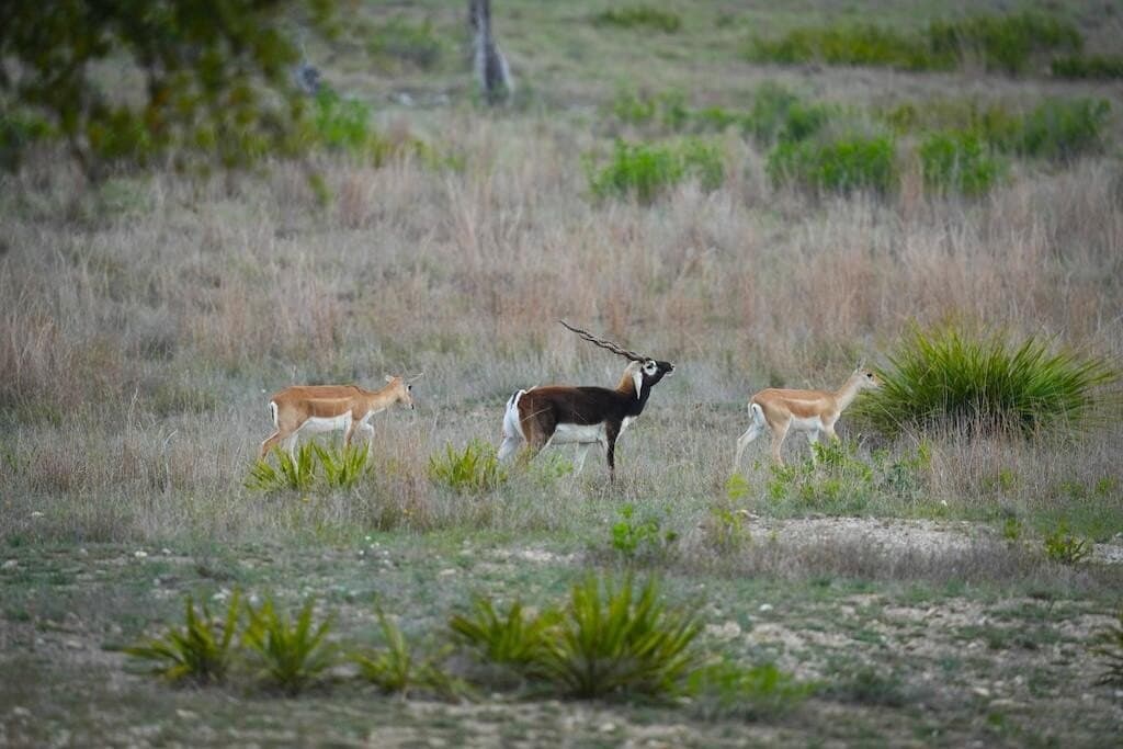 620 acres in Bandera County - photo 20