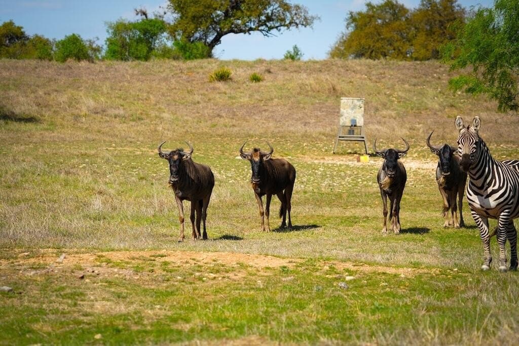 620 acres in Bandera County - photo 22