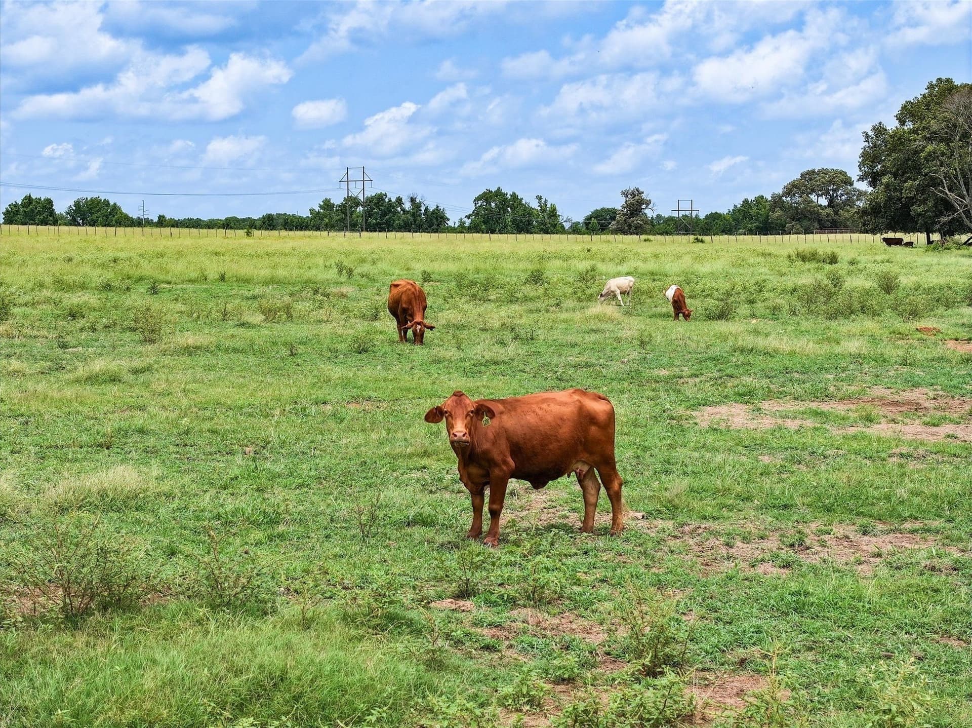 5 acres in Cherokee County - photo 14