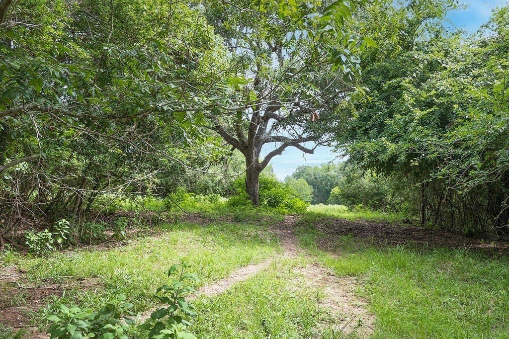 23.02 acres in Lavaca County gallery image 4