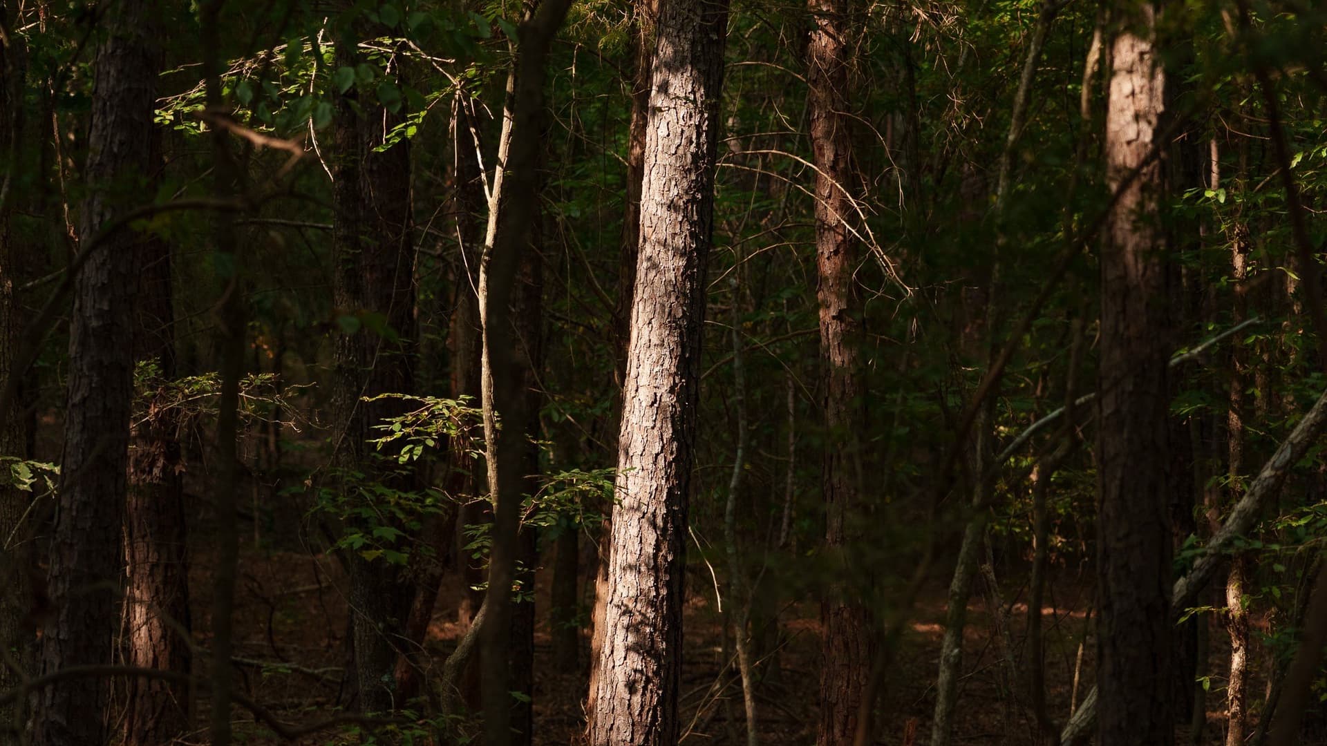 119 acres in Smith County - photo 19