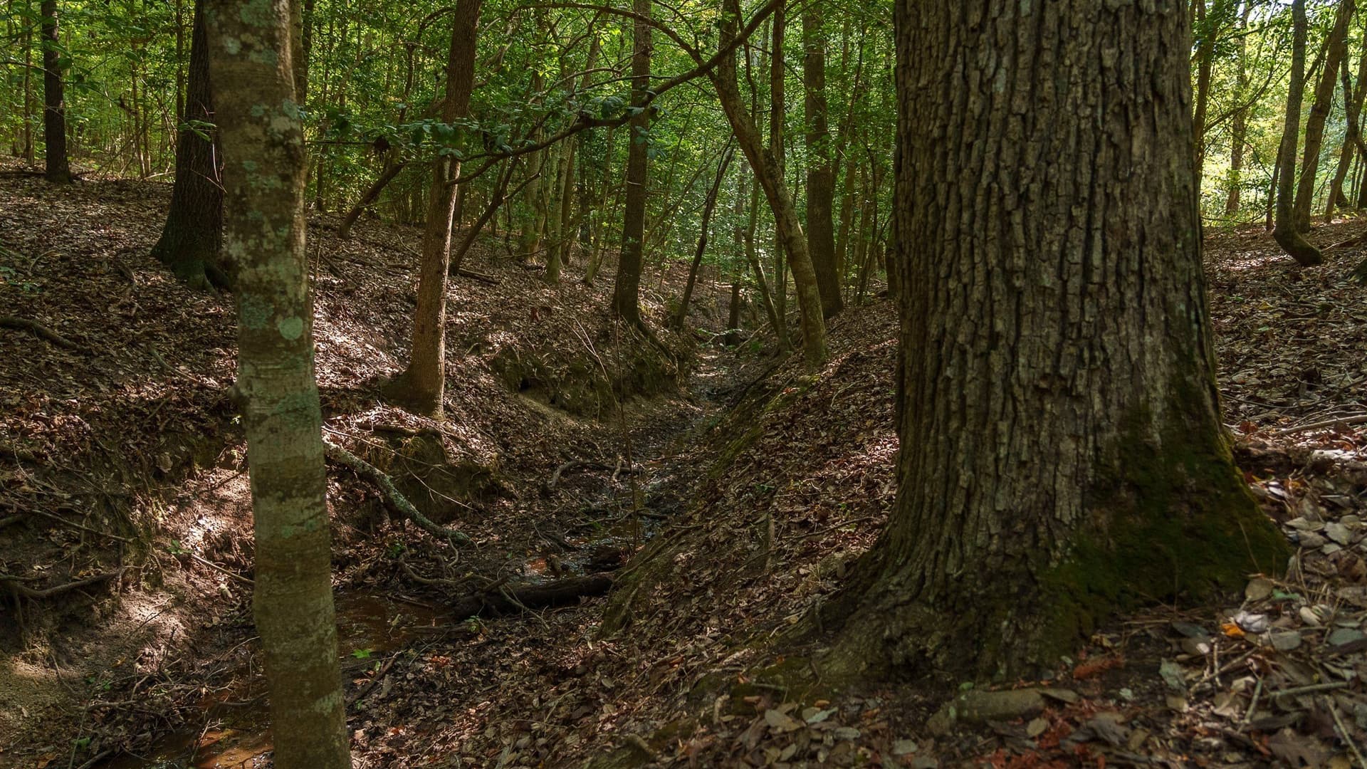 119 acres in Smith County - photo 17