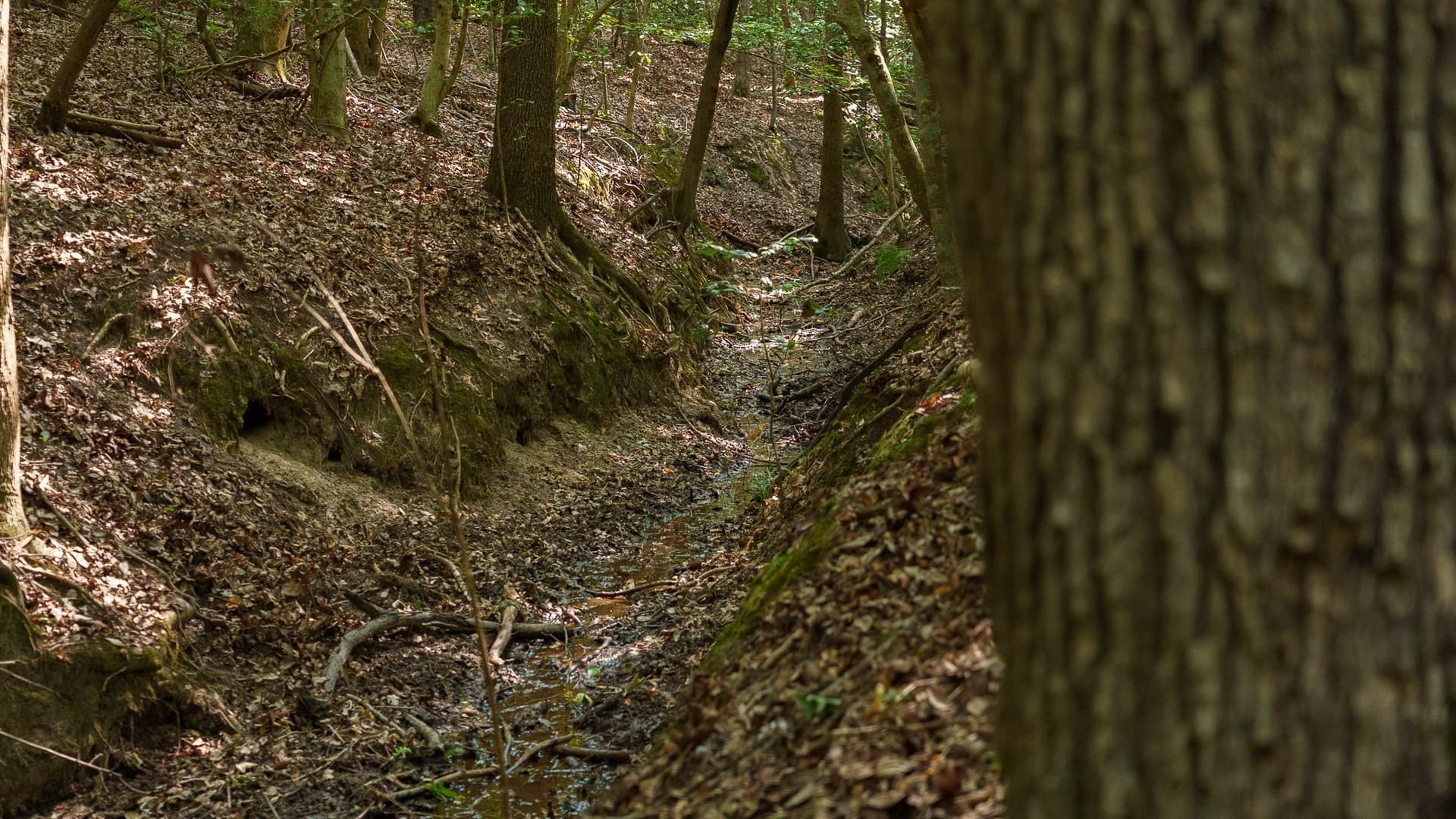 119 acres in Smith County - photo 16