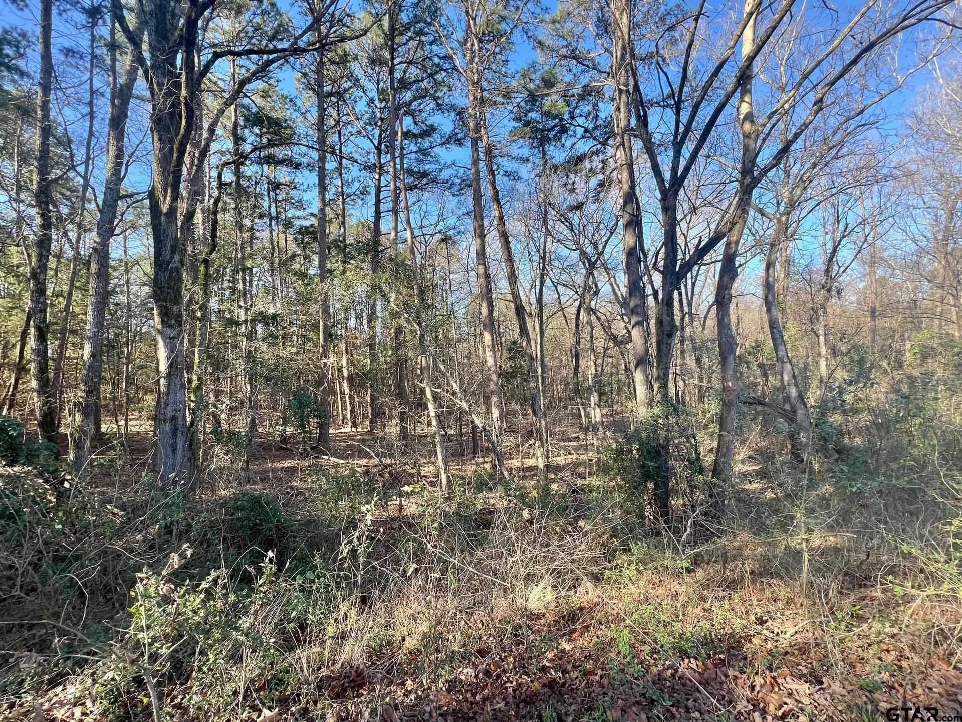 166.63 acres in Titus County - photo 9
