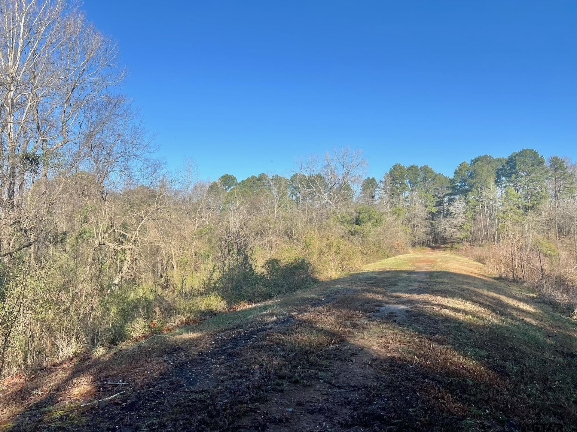 166.63 acres in Titus County gallery image 3