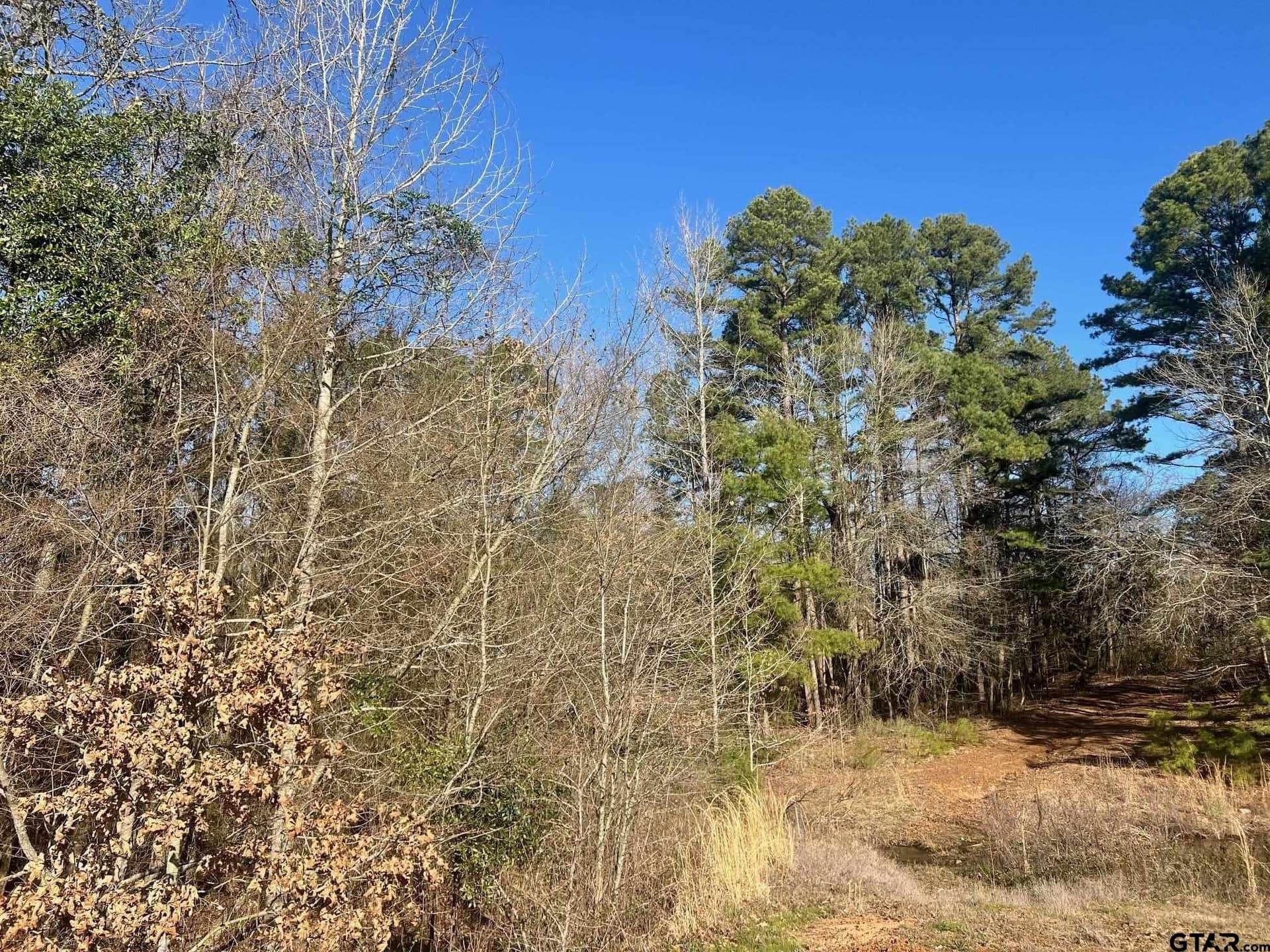 166.63 acres in Titus County - photo 6
