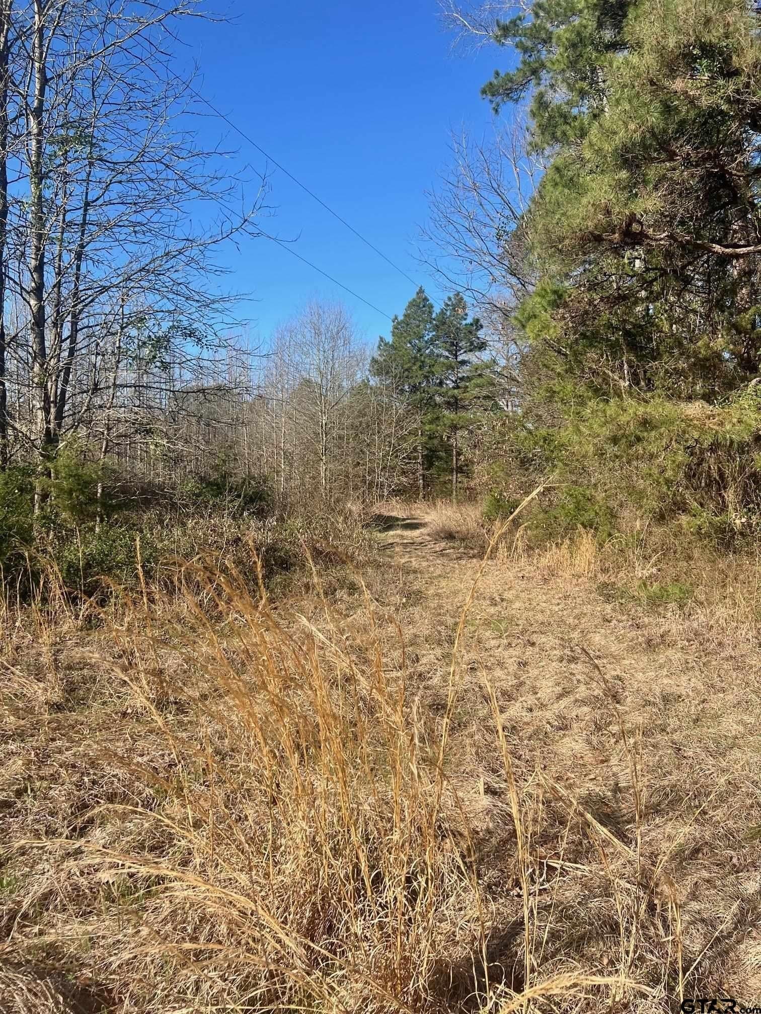166.63 acres in Titus County - photo 7