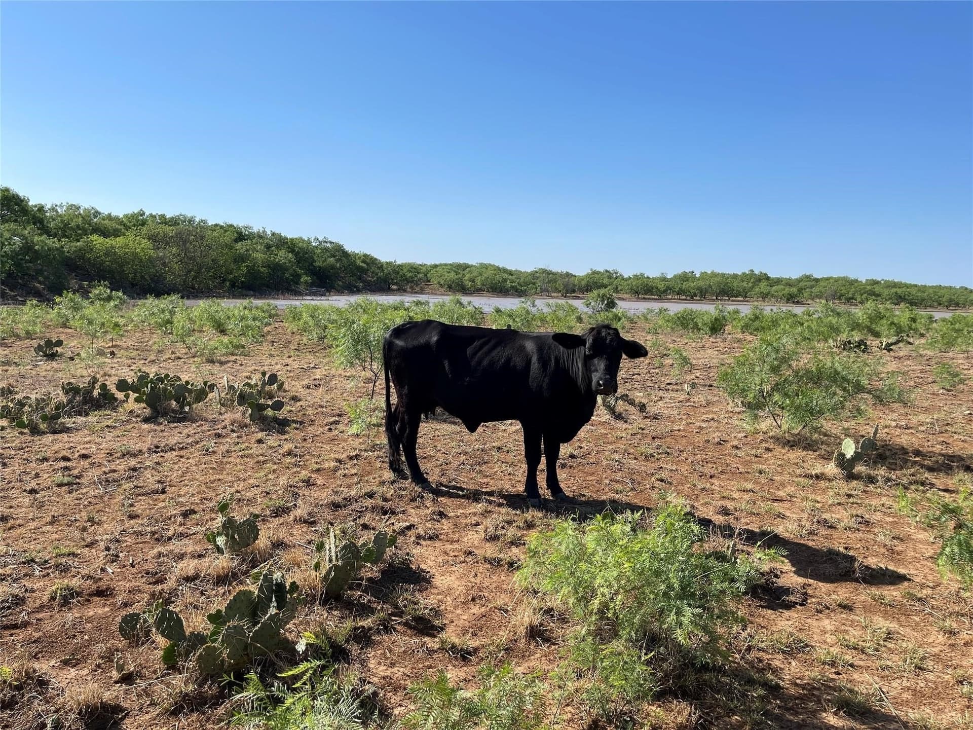 218 acres in Coleman County - photo 24