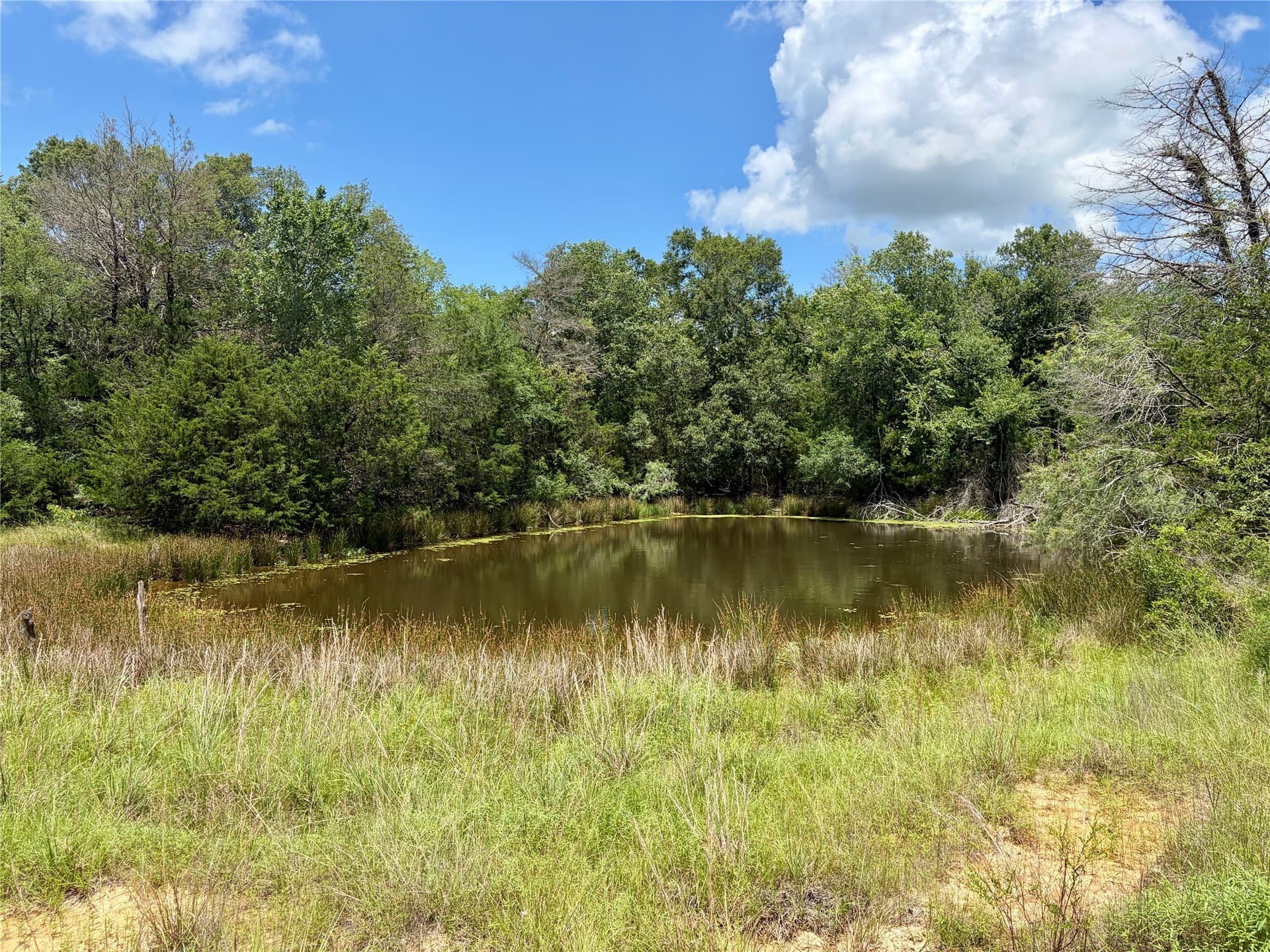 52.61 acres in Limestone County featured view