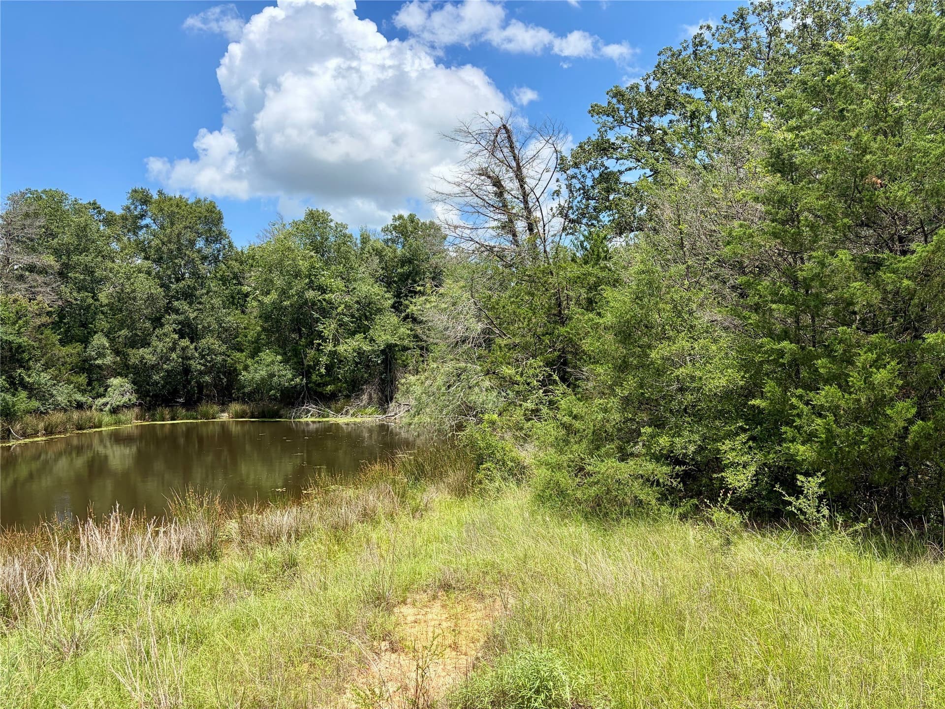 52.61 acres in Limestone County gallery image 4