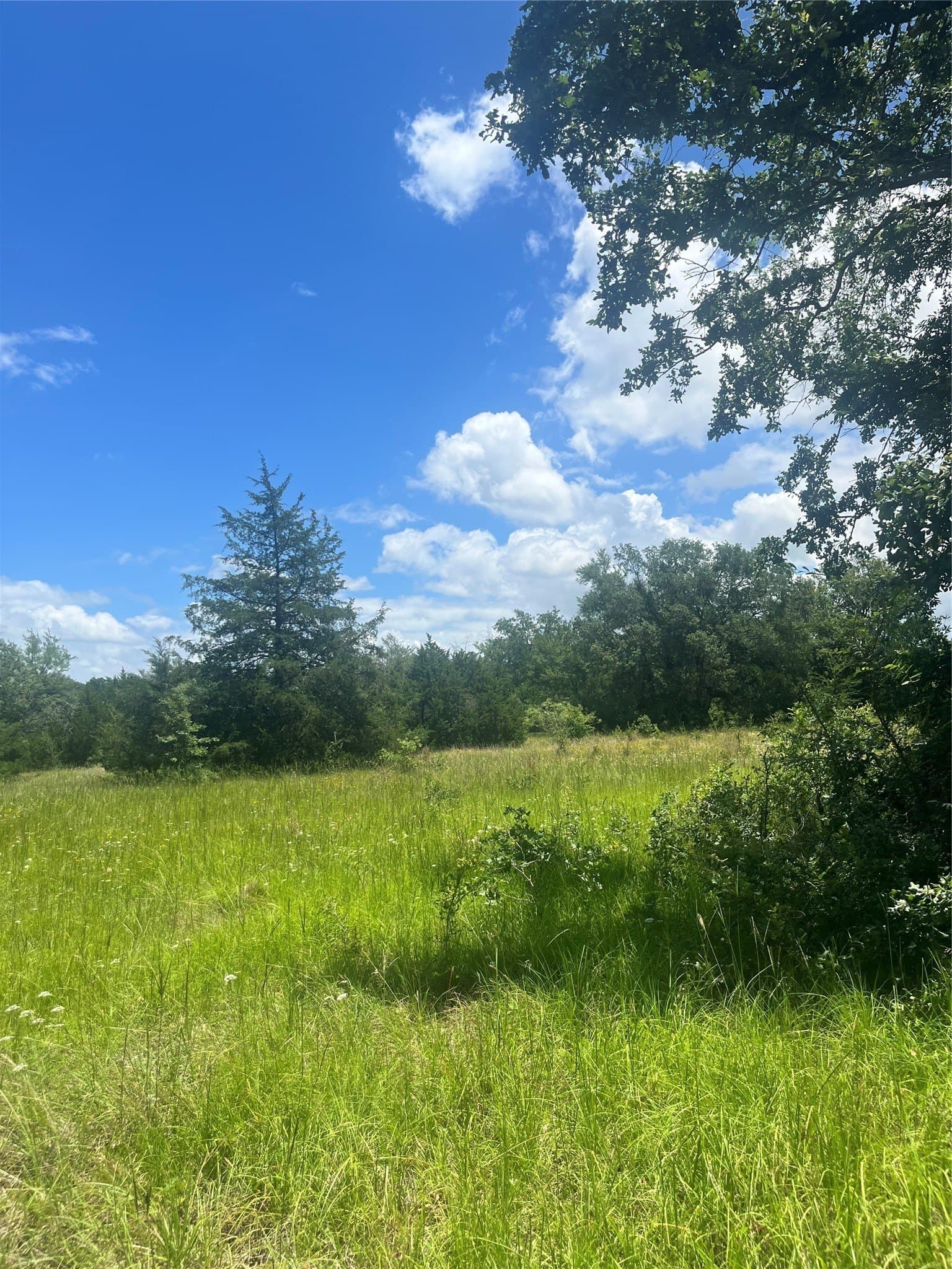 52.61 acres in Limestone County gallery image 2