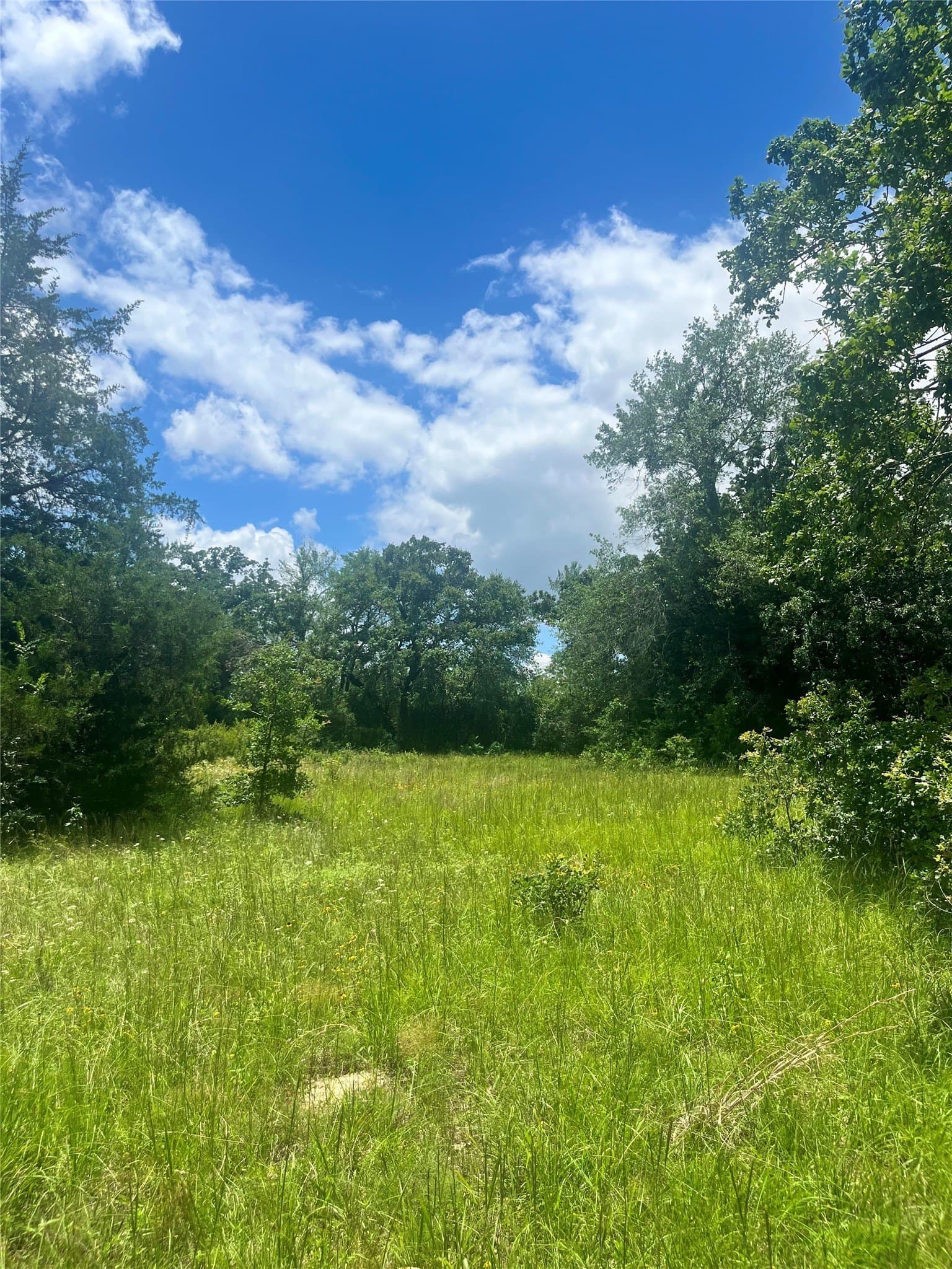 52.61 acres in Limestone County gallery image 3