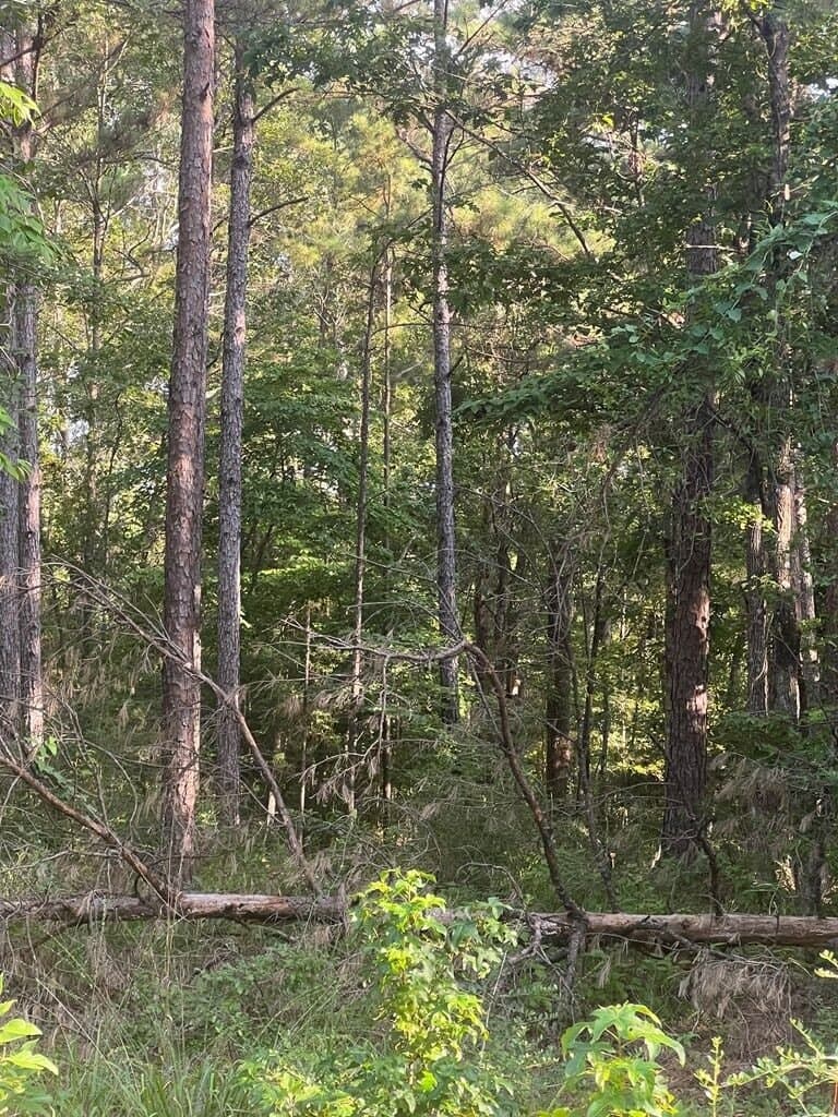 5.05 acres in Texas County - photo 7