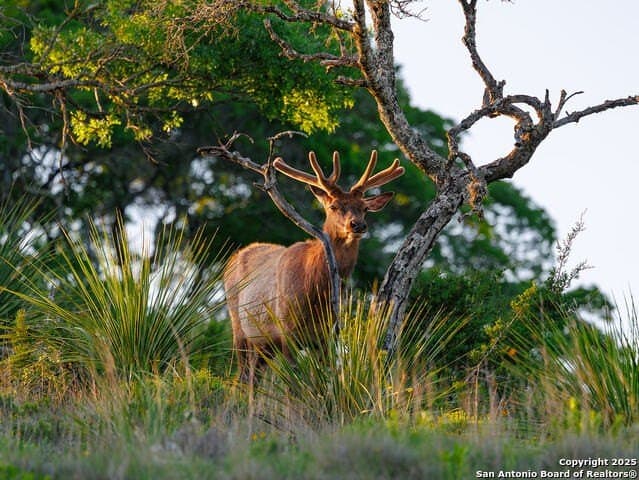 10.95 acres in Bandera County gallery image 4