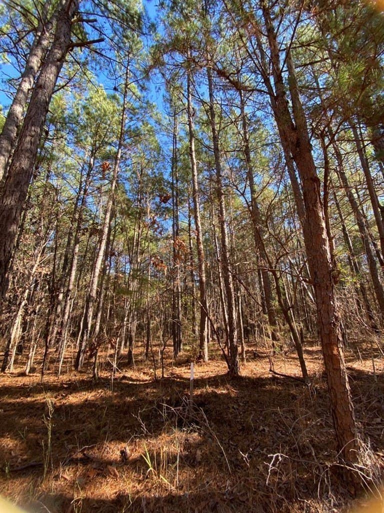 3 acres in Texas County gallery image 4