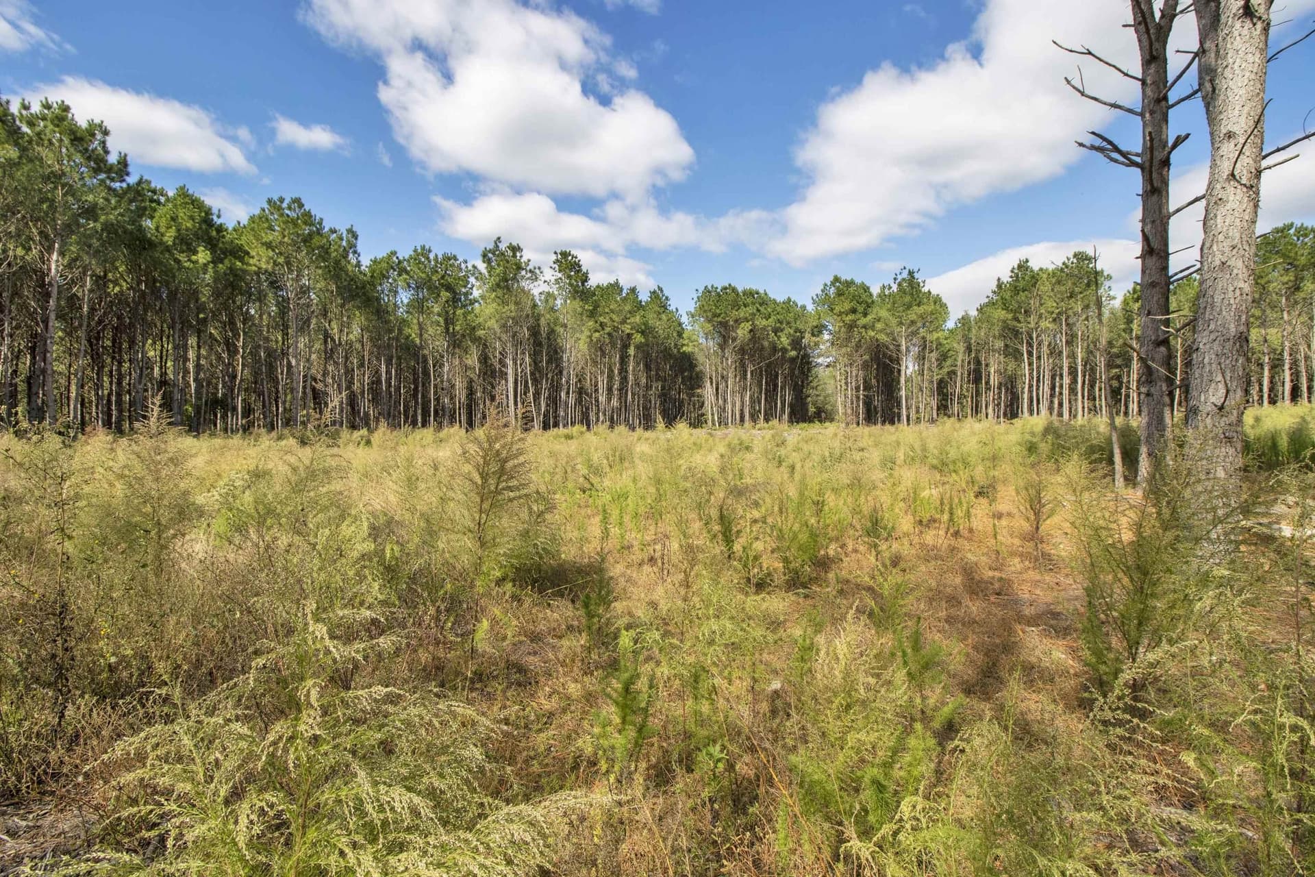 95.04 acres in Upshur County - photo 7