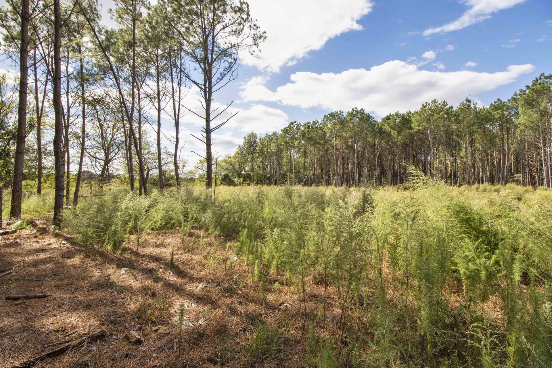 95.04 acres in Upshur County - photo 9