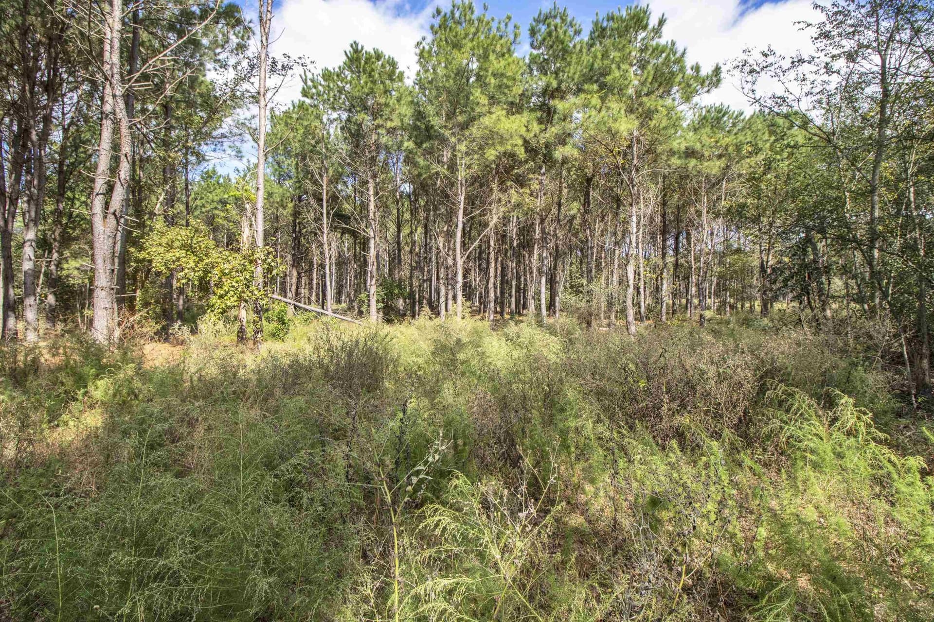 95.04 acres in Upshur County - photo 6