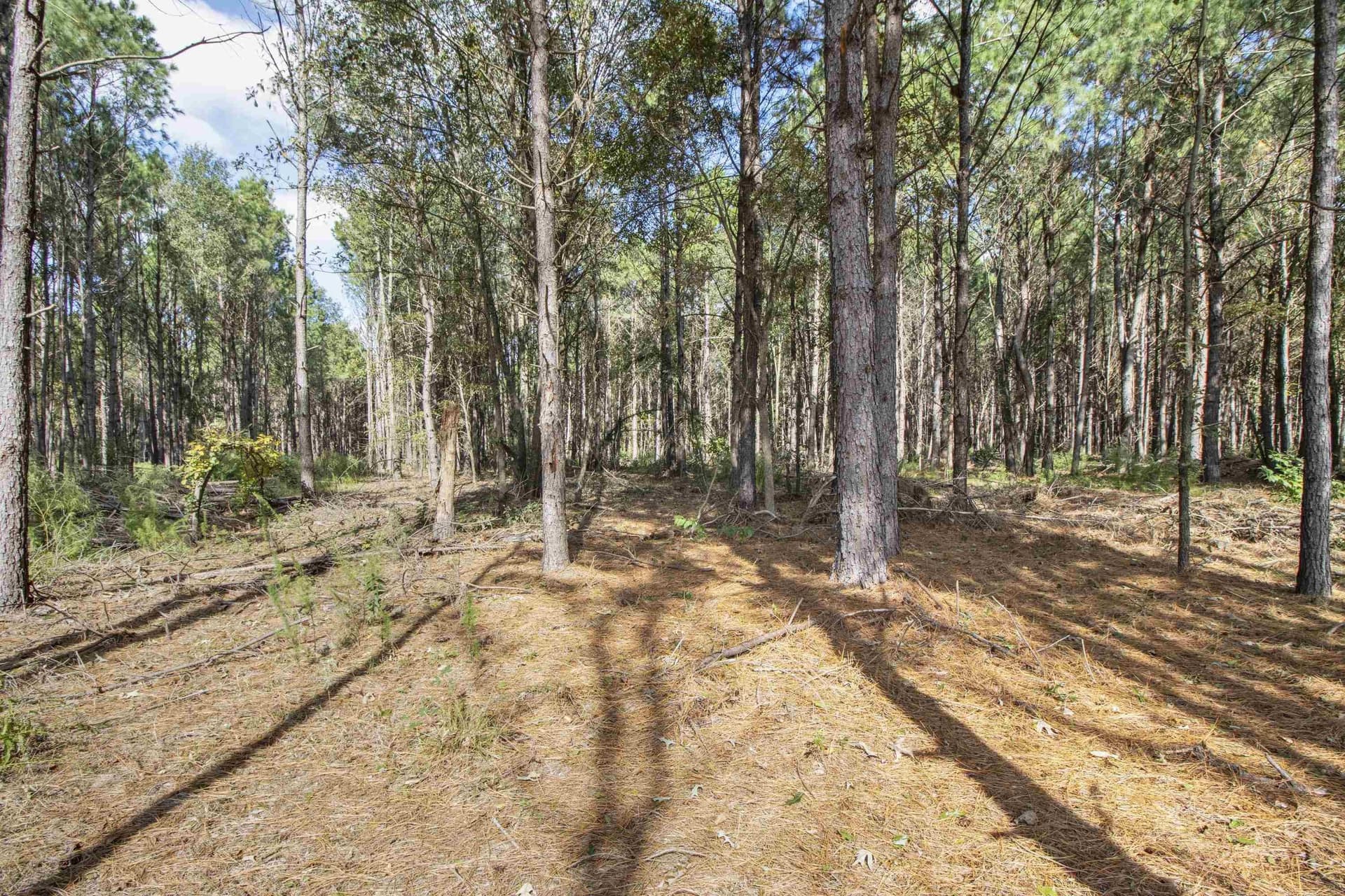 95.04 acres in Upshur County - photo 13