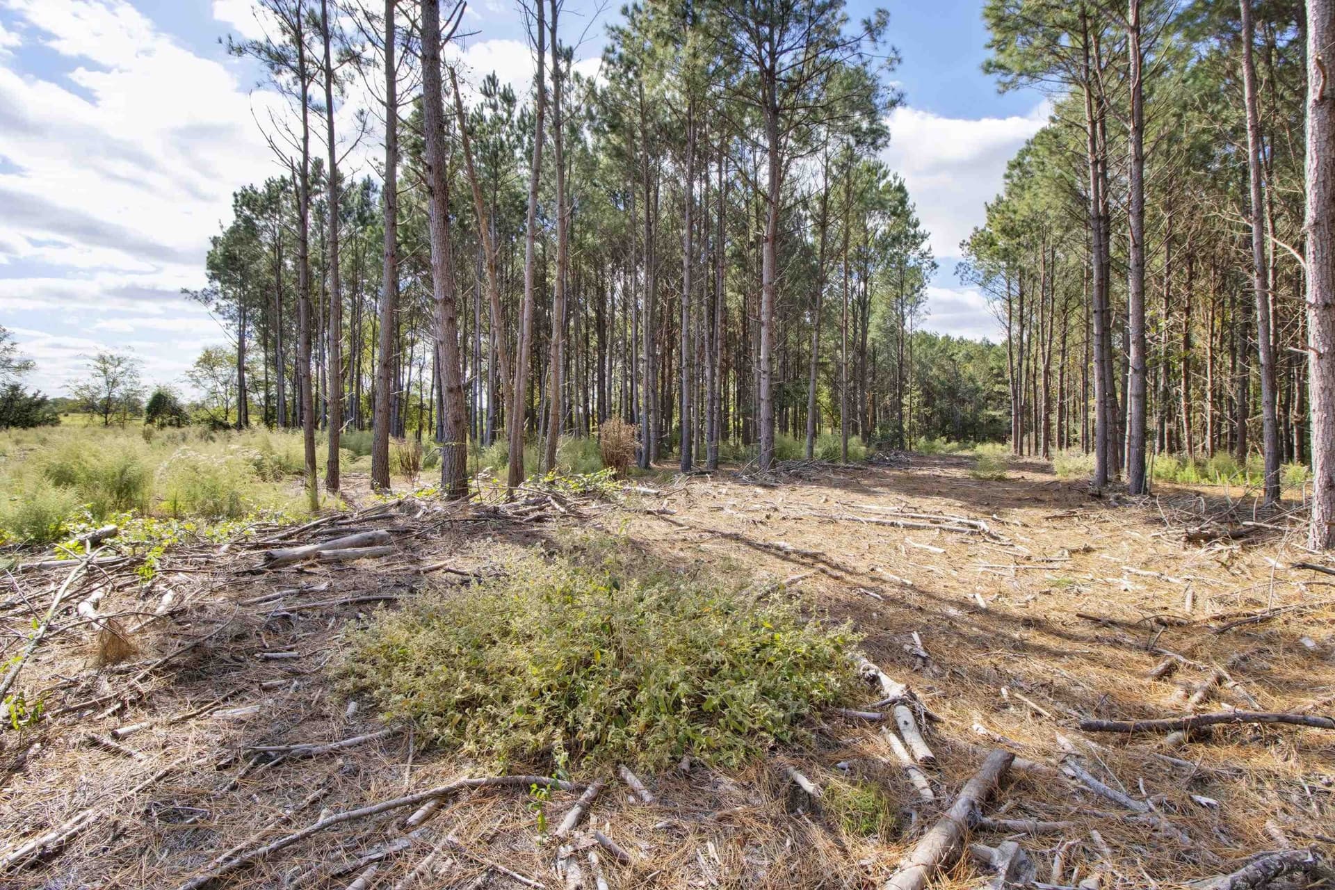 95.04 acres in Upshur County - photo 14
