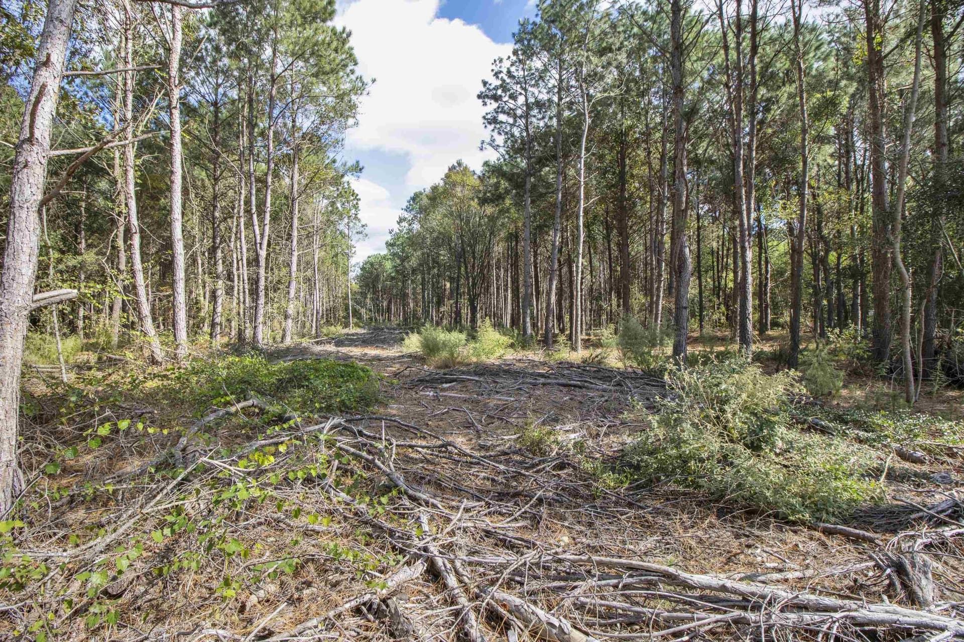 95.04 acres in Upshur County - photo 12