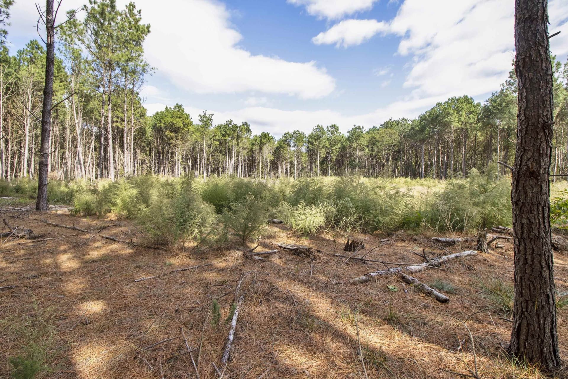 95.04 acres in Upshur County - photo 16
