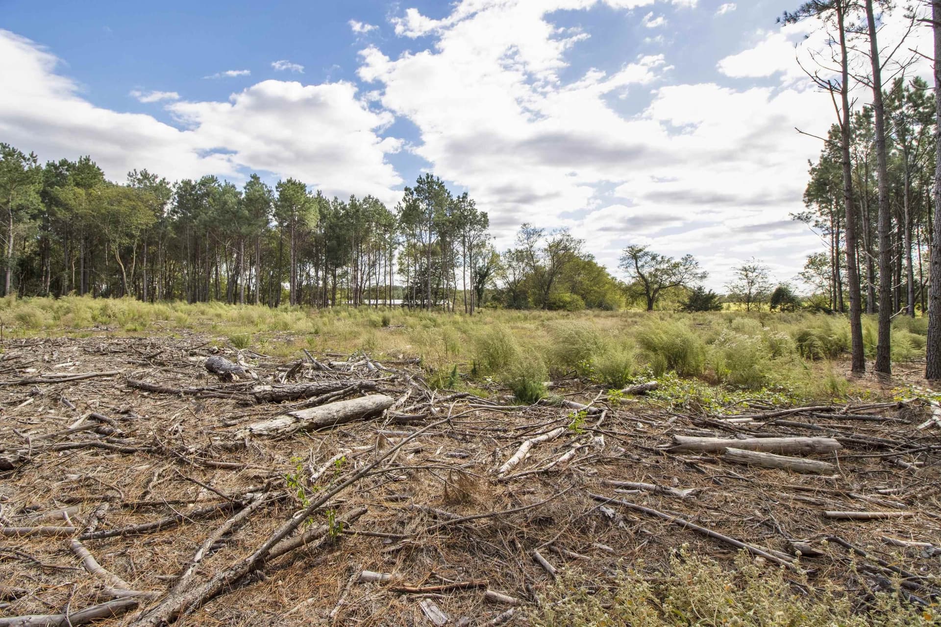 95.04 acres in Upshur County - photo 15