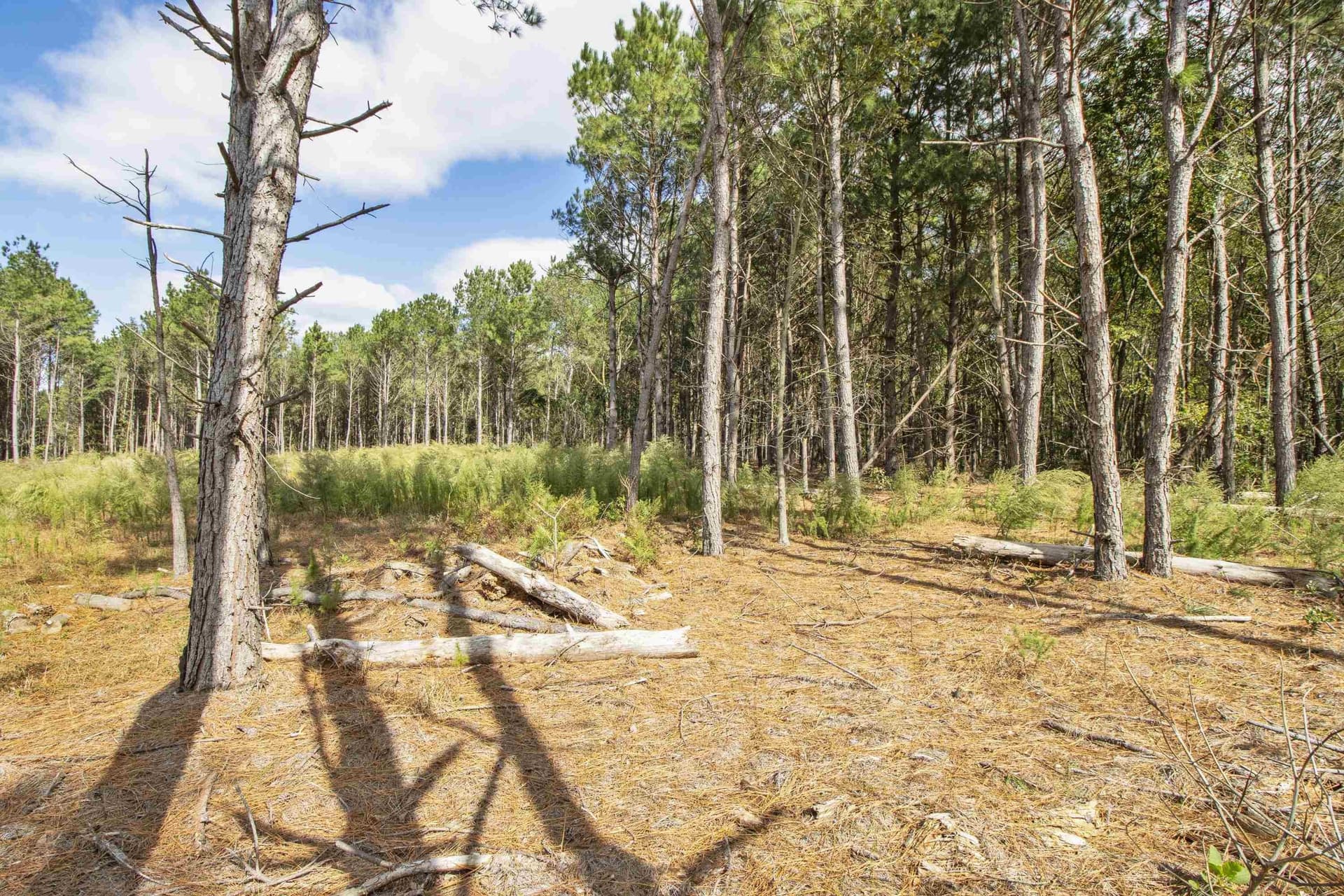 95.04 acres in Upshur County - photo 8