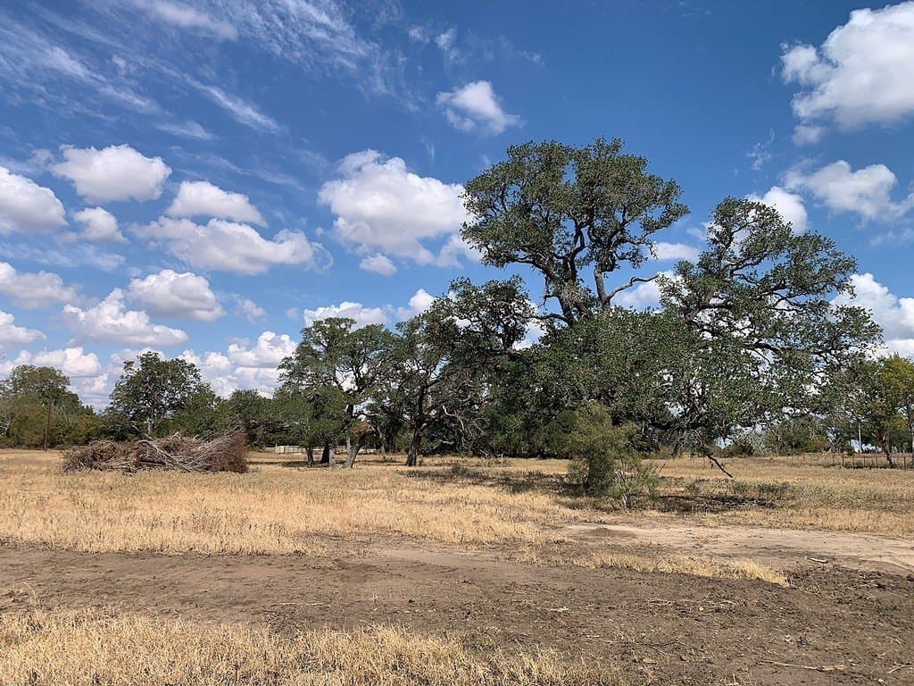 10.81 acres in Colorado County - photo 18