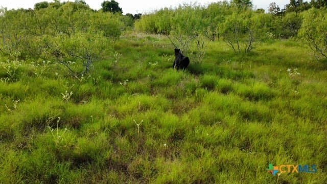 31 acres in Milam County - photo 13