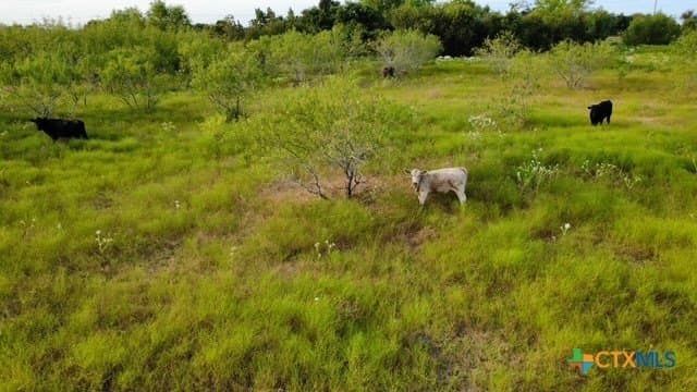 31 acres in Milam County - photo 12