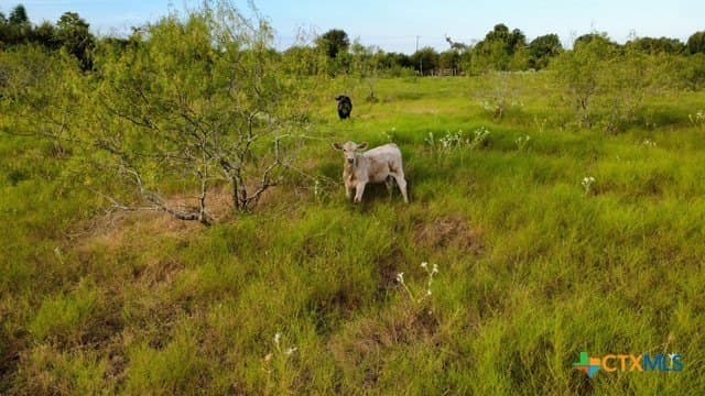 31 acres in Milam County - photo 14