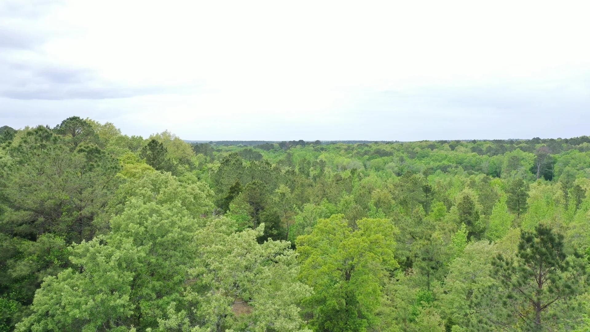 4 acres in Cass County gallery image 2