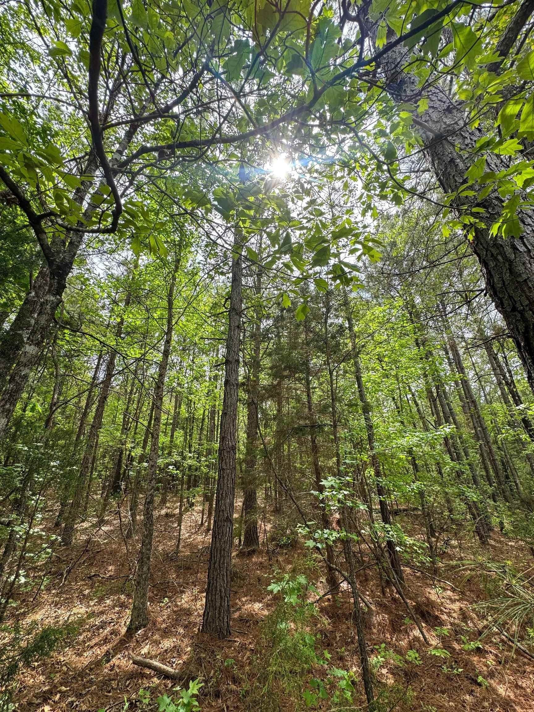 4 acres in Cass County gallery image 4