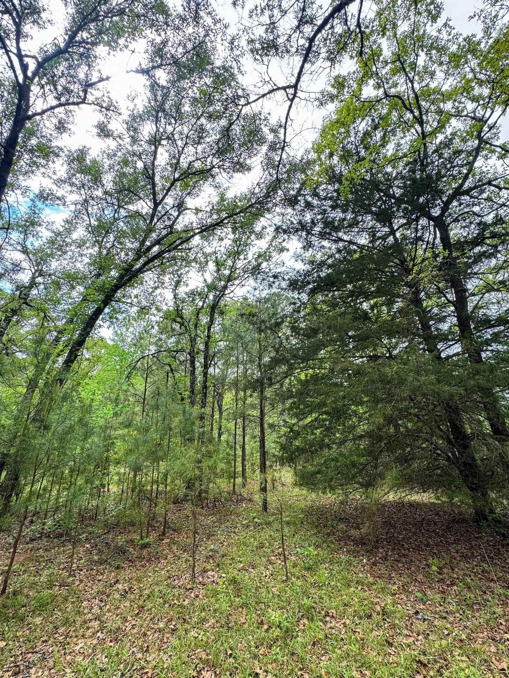 4 acres in Cass County featured view
