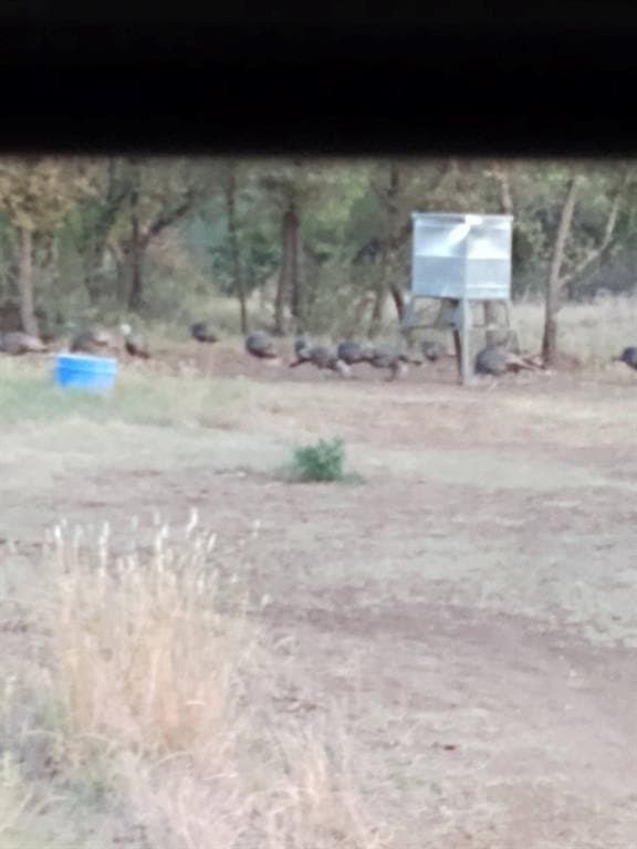 111 acres in McCulloch County gallery image 3