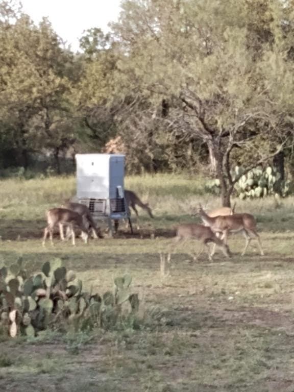111 acres in McCulloch County gallery image 2
