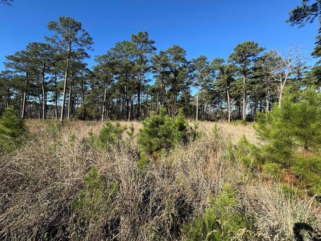 1.1 acres in Texas County - photo 8