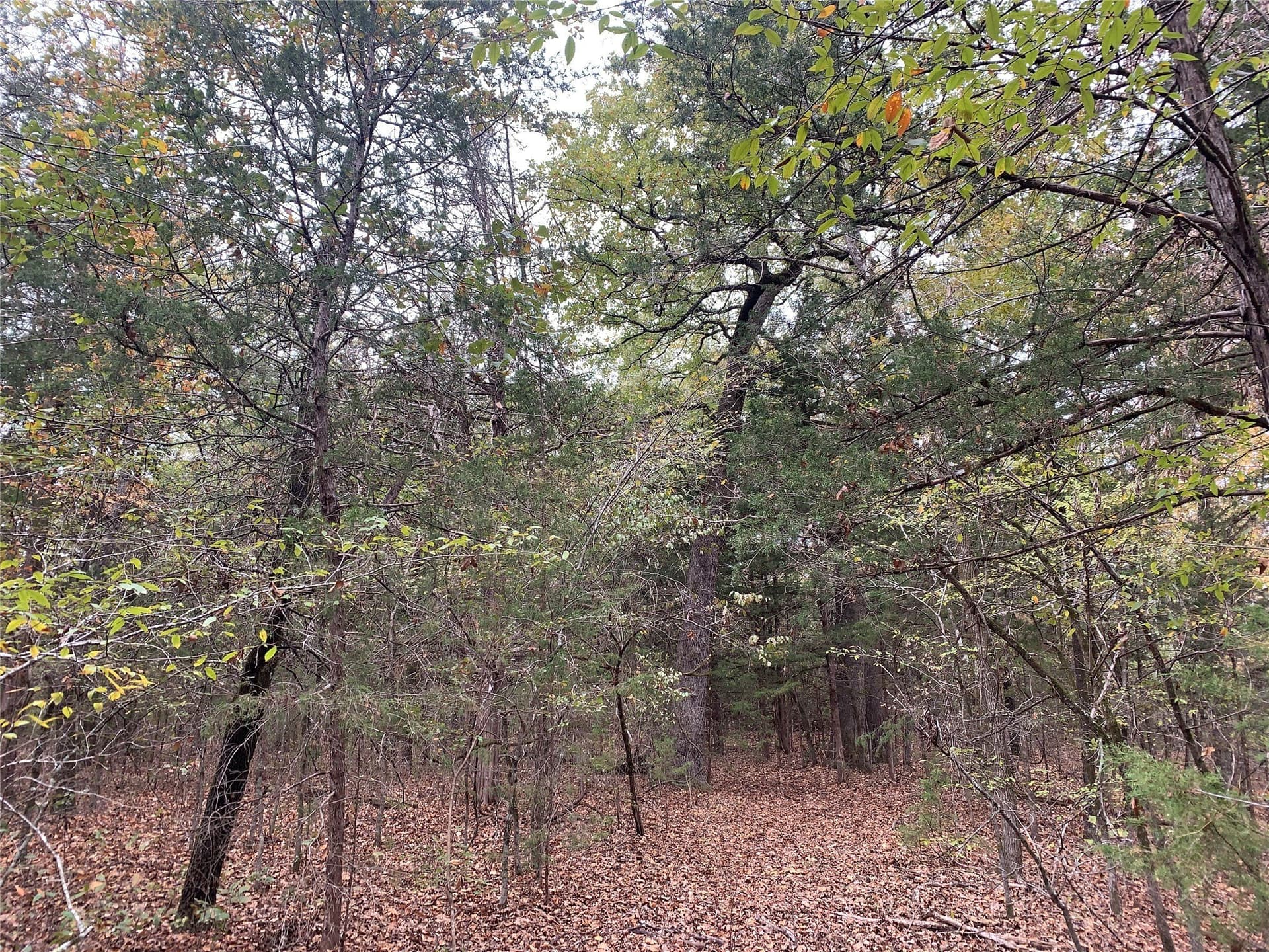 27.03 acres in Fannin County - photo 31