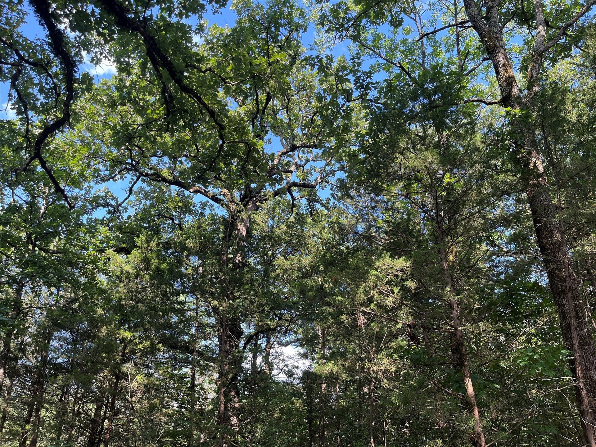 27.03 acres in Fannin County - photo 20