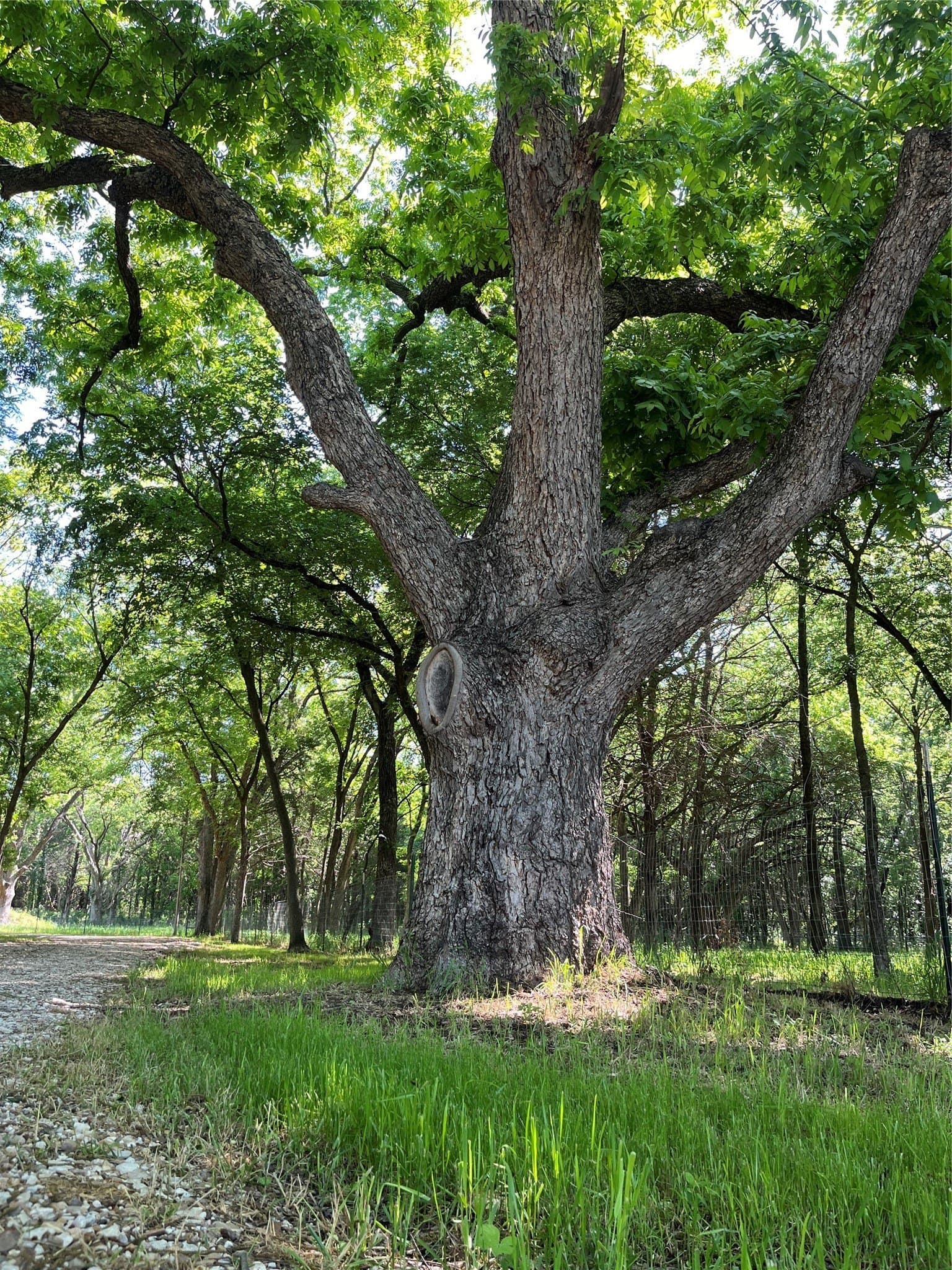 10.5 acres in Cooke County - photo 33