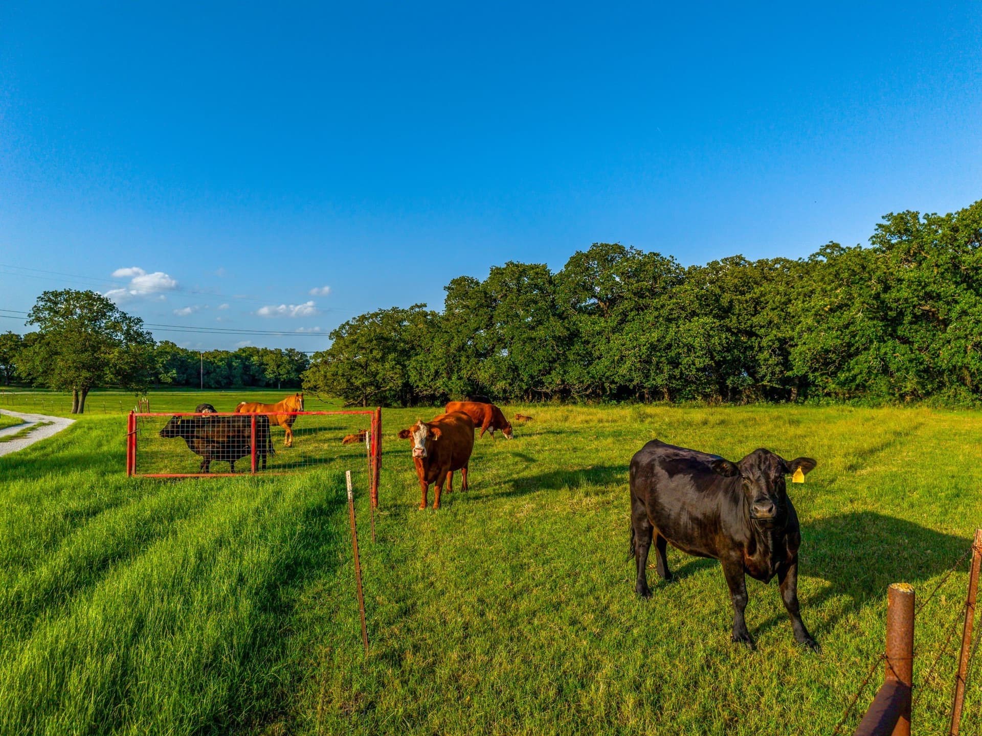 39.24 acres in Wise County gallery image 4