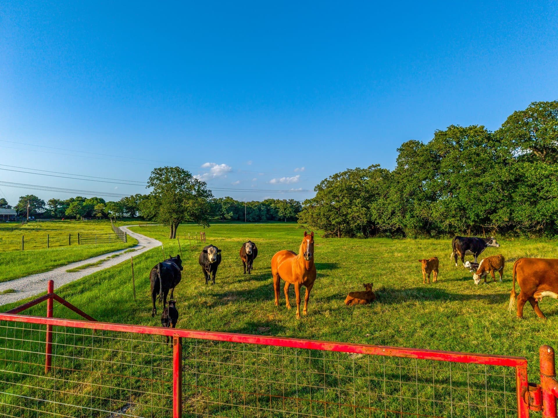 39.24 acres in Wise County gallery image 2
