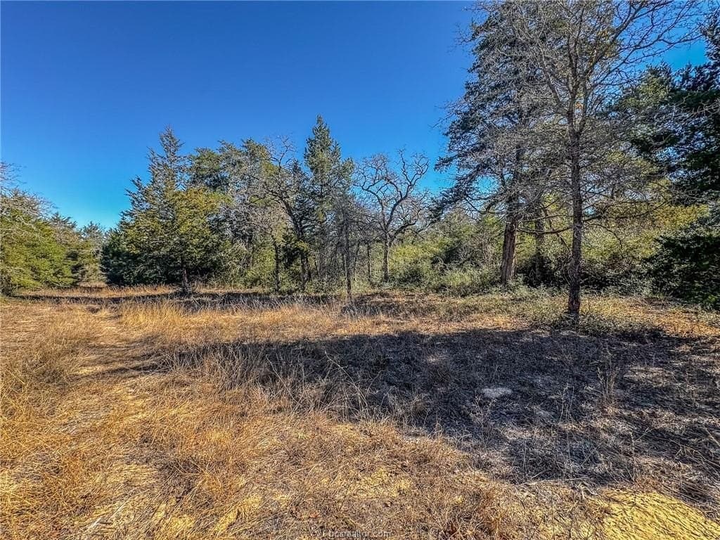 10 acres in Burleson County gallery image 3